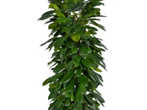 Ficus cyathistipula