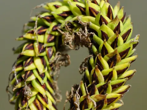 Buek's sedge