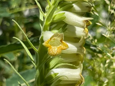 Green-flowered foxglove