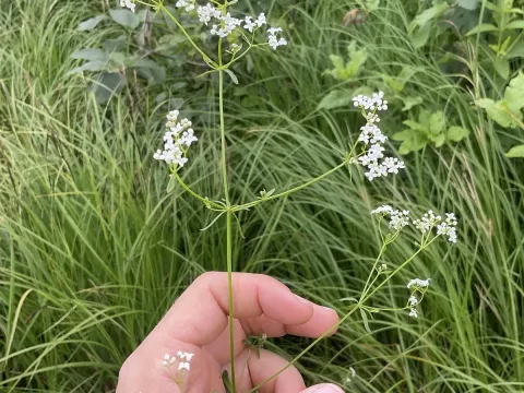 Fen bedstraw