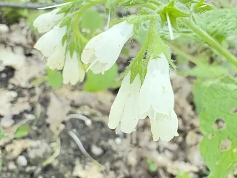 Crimean comfrey