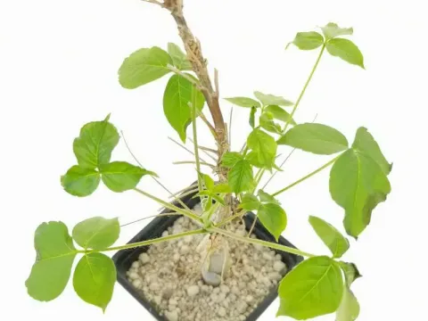 Commiphora unilobata