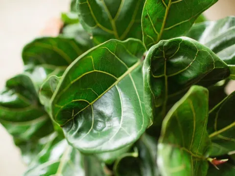 Fiddle-leaf fig