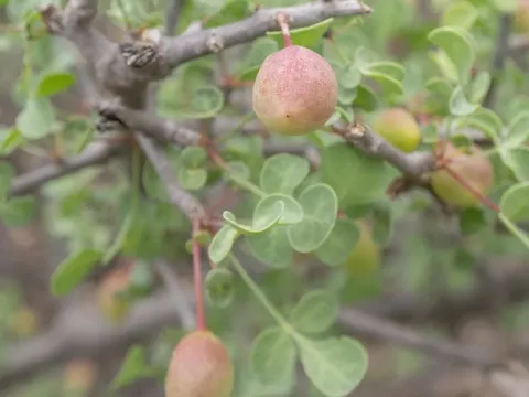 Commiphora foliacea