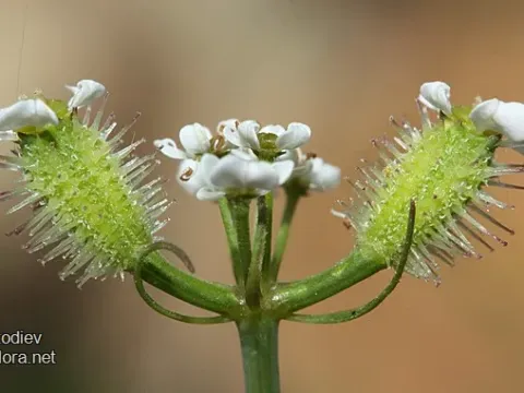 Turgeniopsis