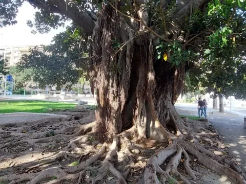 Moreton Bay fig