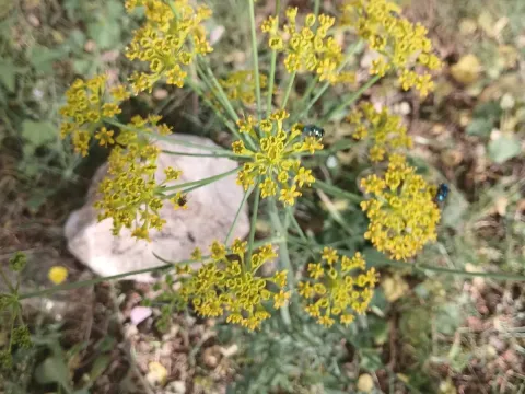 Heptaptera