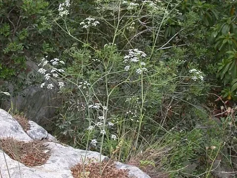 Scaligeria