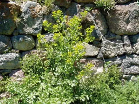Smyrniopsis