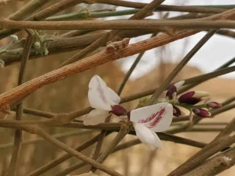 White weeping broom