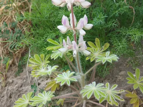 Palestine lupin