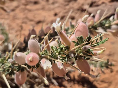 Thorny milkvetch