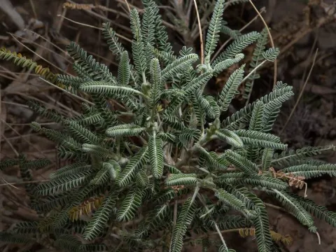 Astragalus sieberi