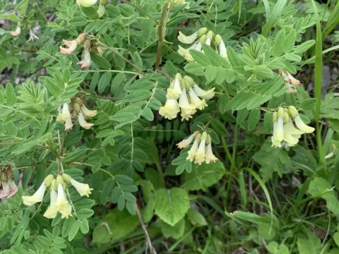 Astragalus membranaceus