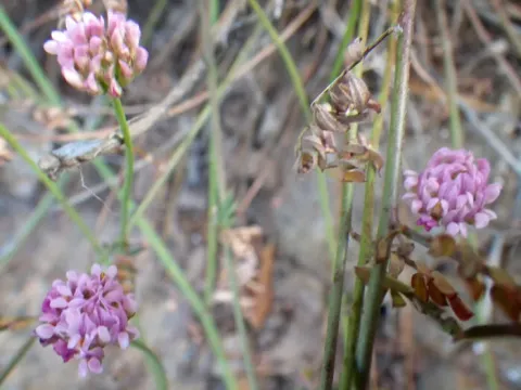 Dorycnopsis