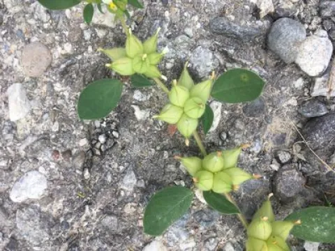 Kidney vetch