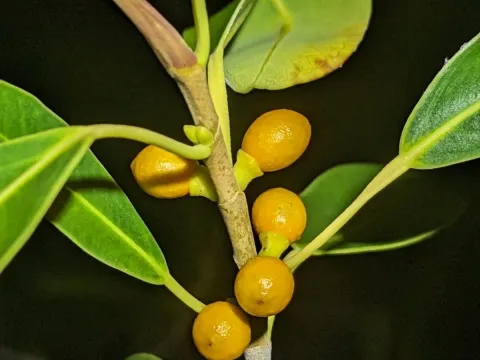 Фікус косий