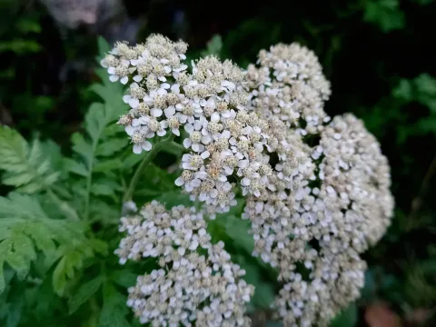 Great-leaved yarrow