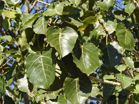 Ficus petiolaris