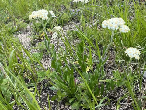 Achillea lingulata