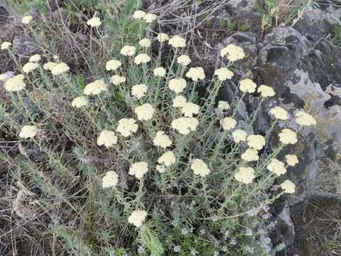 Pale yellow yarrow
