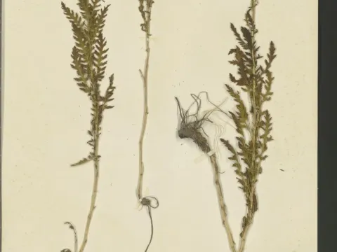 Achillea thracica