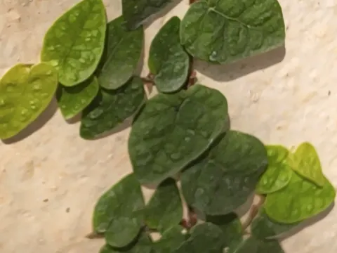 Creeping fig
