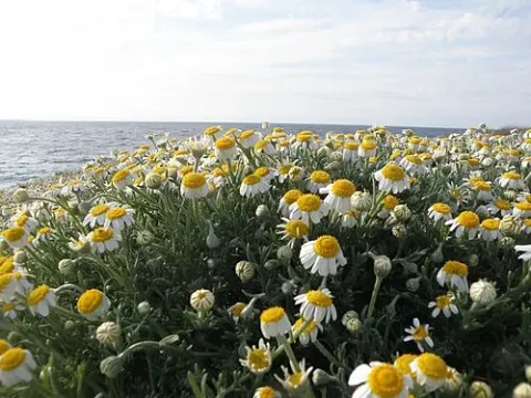 Anthemis virescens