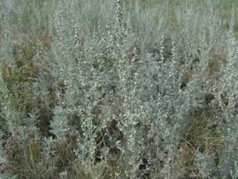 Artemisia lerchiana