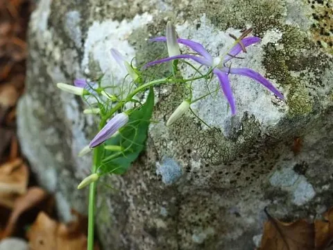 Campanula trichocalycina