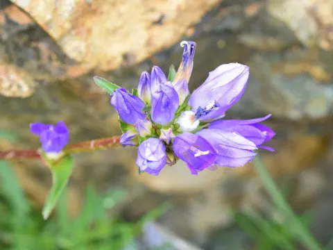 Campanula tymphaea