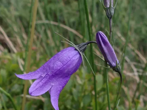 Velebit bellflower