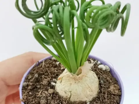 Albuca