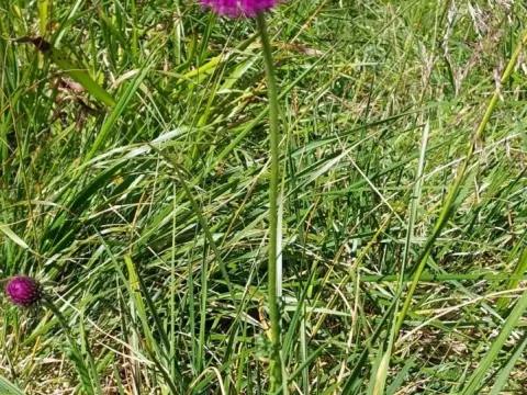 Kerner's thistle