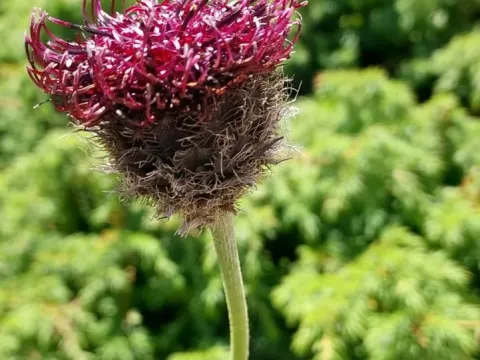 Centaurea kotschyana