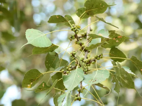 Sacred fig