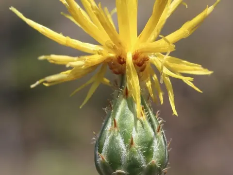 Finazzer's cornflower