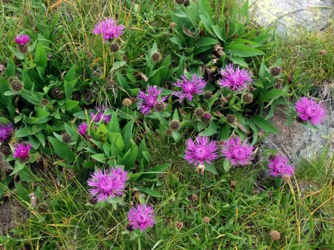 Kerner's Cornflower