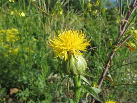 Thracian knapweed