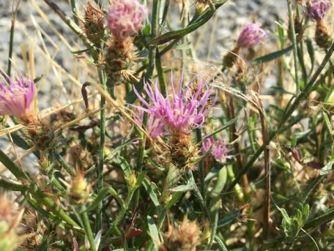 Varna knapweed