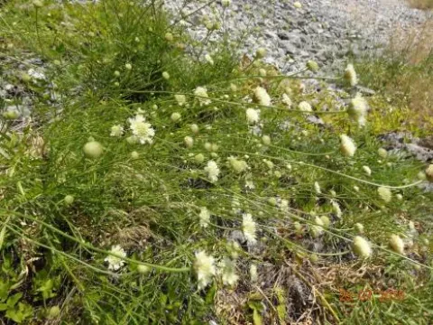 Cephalaria laevigata