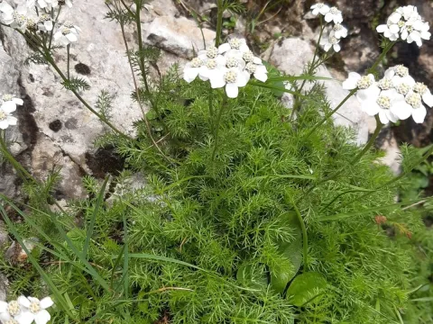 Clusius yarrow