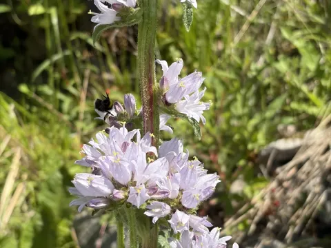 Cervicary bellflower