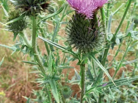 Bristly thistle