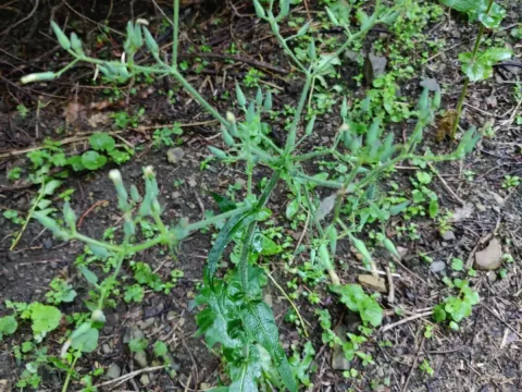 Lactuca hispida