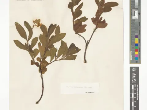 Cistus albanicus