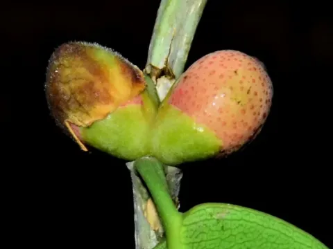 Ficus stricta