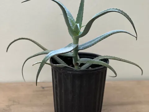 Aloe decaryi