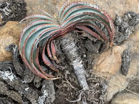 Aloe suprafoliata