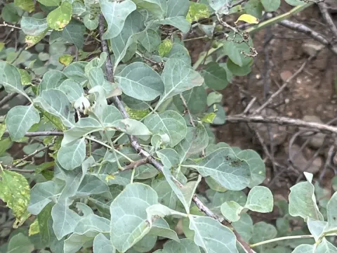 Commiphora campestris
